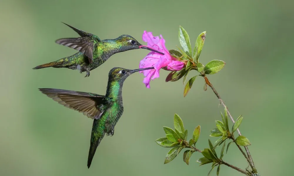 spiritual significance of hummingbird 3