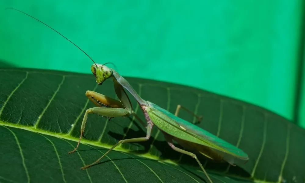 praying mantis 1