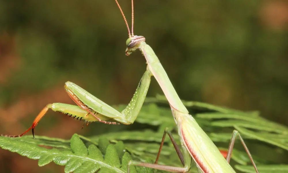 praying mantis 3