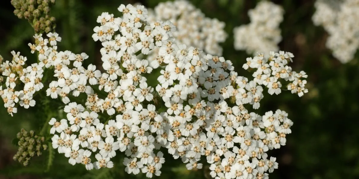 yarrow herbs