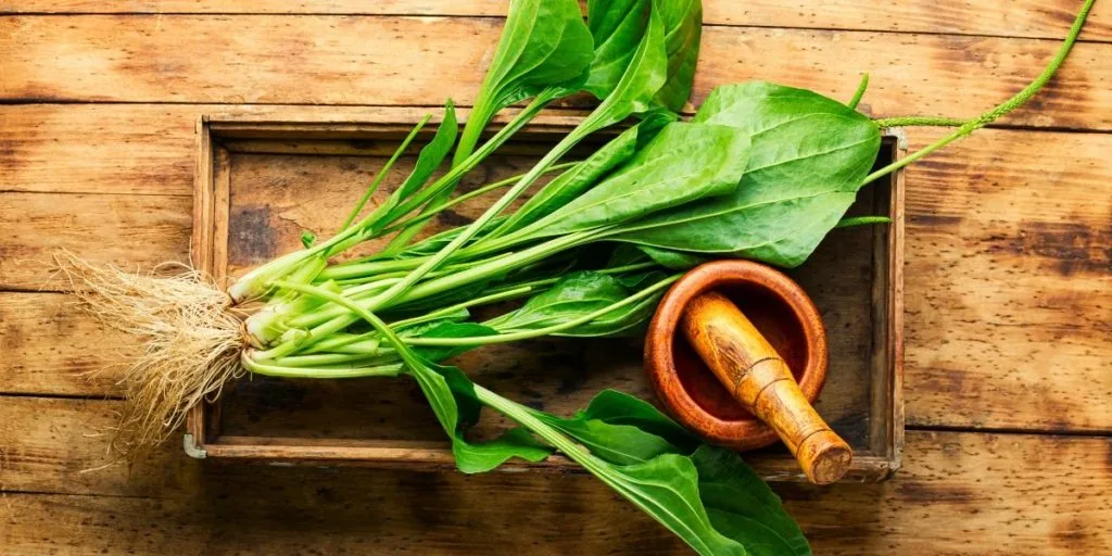 Herbs for Psychic Abilities: plantain herbs