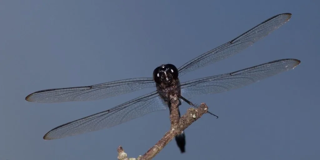 black dragonfly