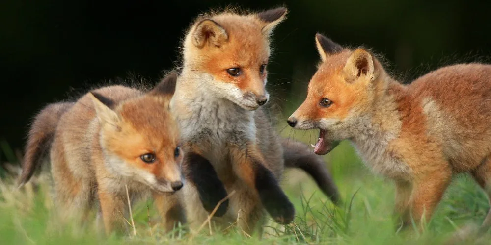 Spiritual Significance of Fox
