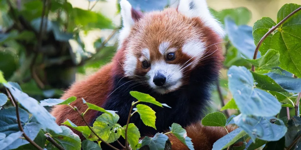 Red panda spiritual message