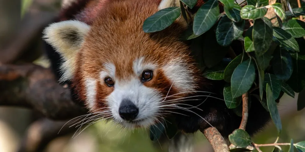 Red panda spiritual message