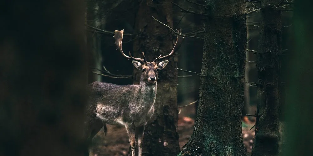 Spiritual Significance of the Deer