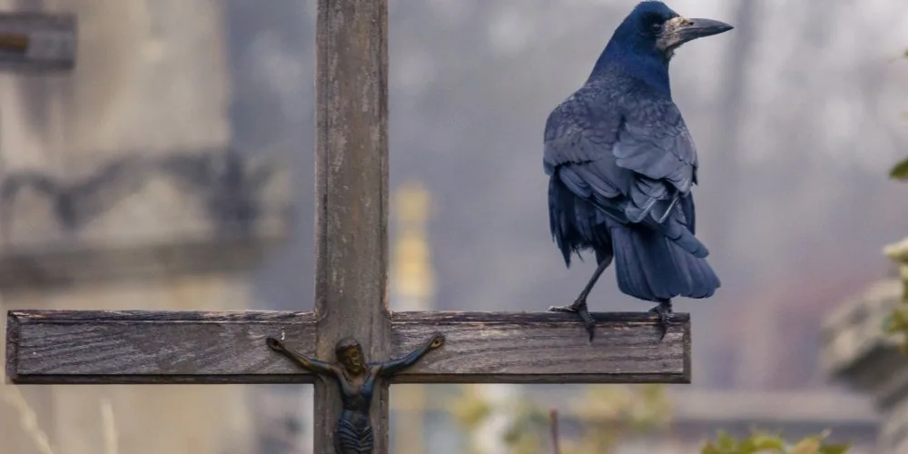 crow