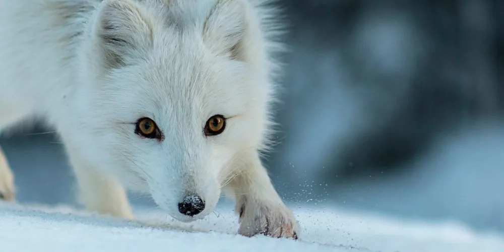Spiritual Significance of Fox: Unveiling the Spiritual Power of Fox