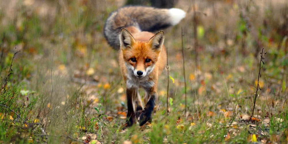 element do Foxes symbolize