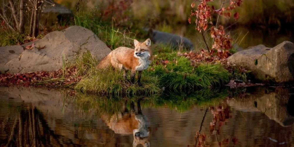 Fox Totem Animal