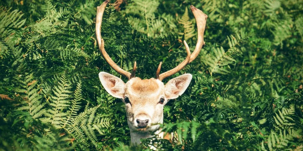 Spiritual Significance of the Deer