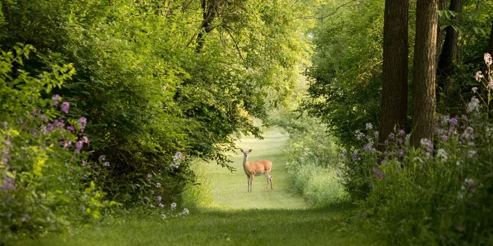 Spiritual Significance of the Deer