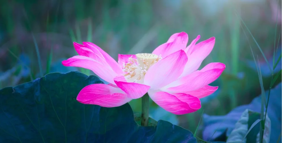 Lotus Flower