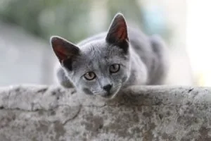 cat: gray cat