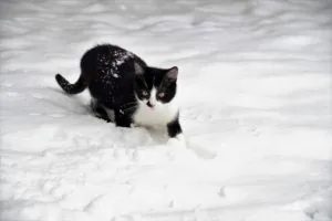 black and white cat