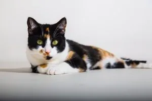 Black, White, and Orange