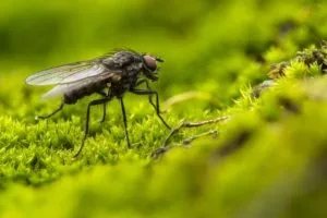 flies