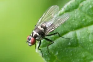flies