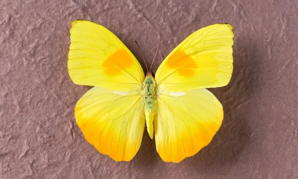 yellow butterfly 1