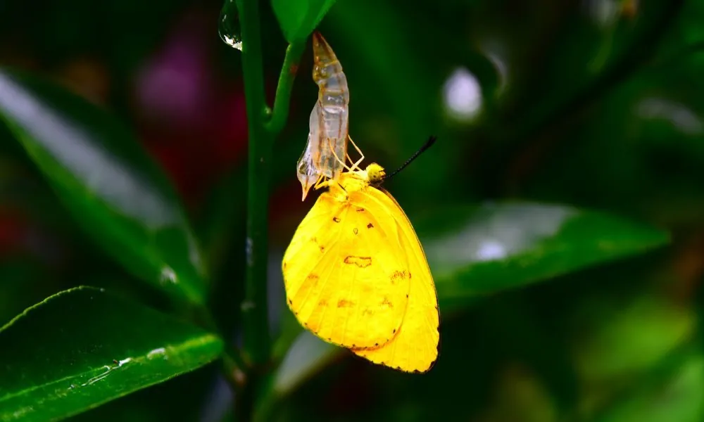 yellow butterfly 3