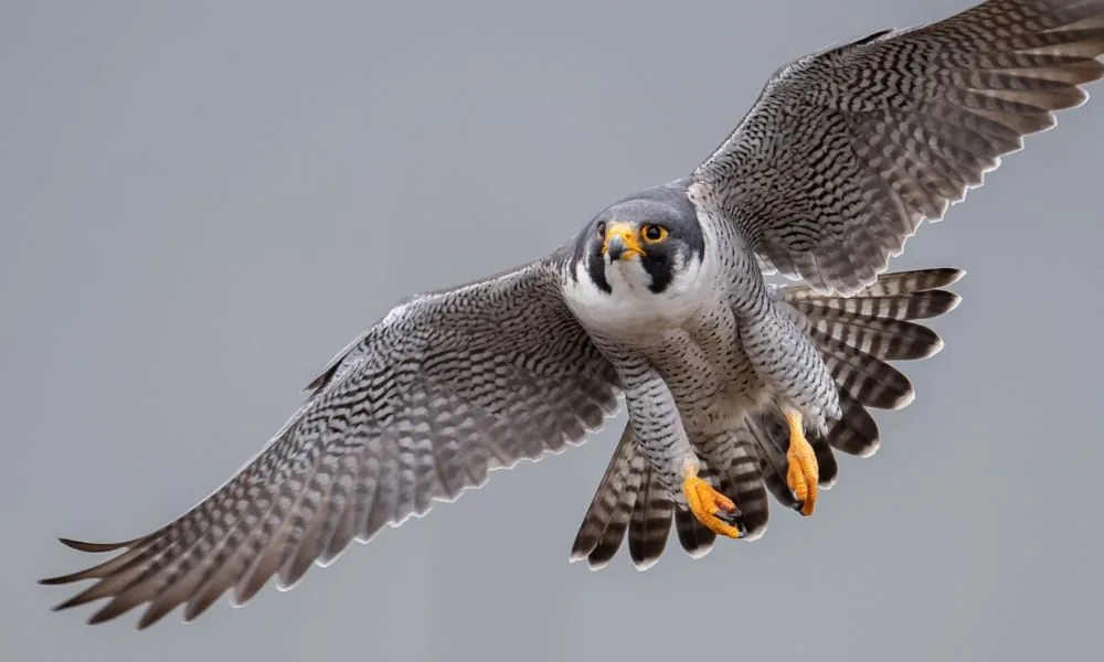 spiritual symbolism of seeing a falcon 3
