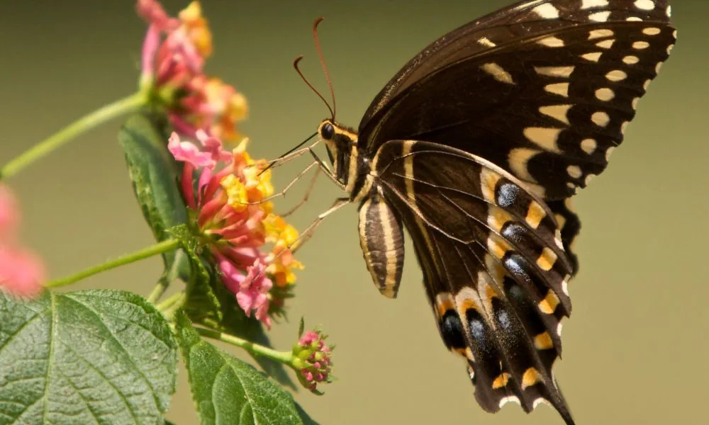 black butterfly 2