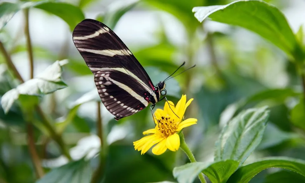 black butterfly 3