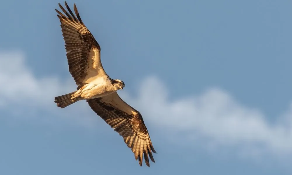 hawk 1
