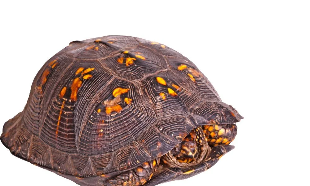 spiritual significance of turtles 3 (box turtle)