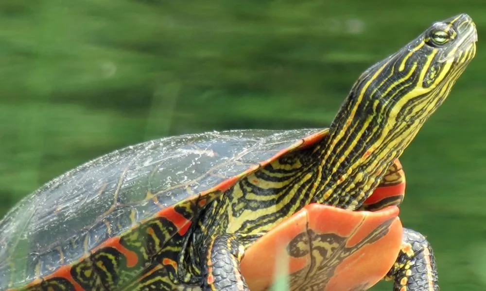 spiritual significance of turtles 4 (painted turtle)