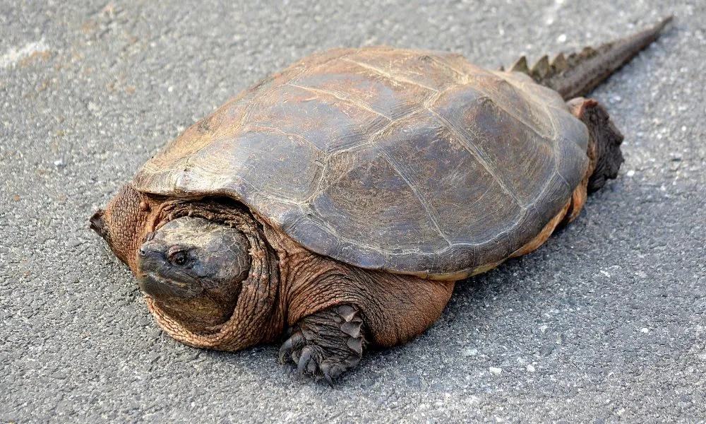 spiritual significance of turtles 5 snapping turtle