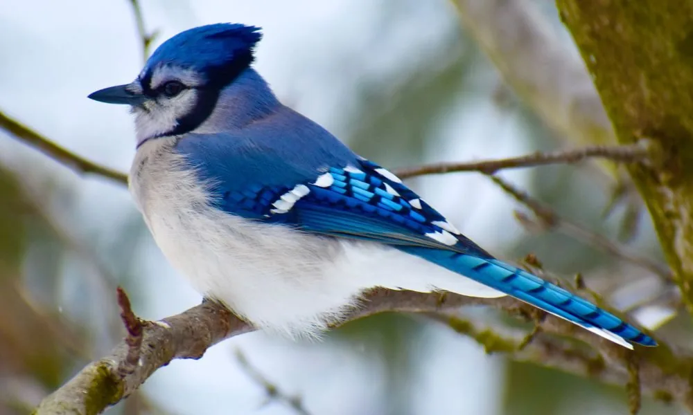 blue jay spiritual message 1