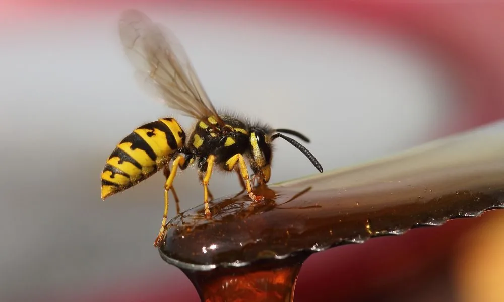 yellow jacket 3