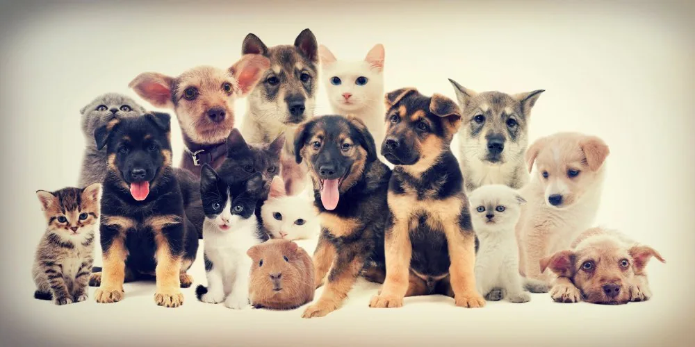 Pet Psychics