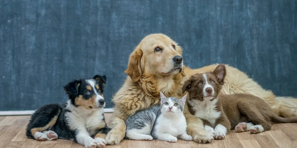 Pet Psychics