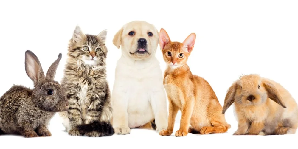 Pet Psychics