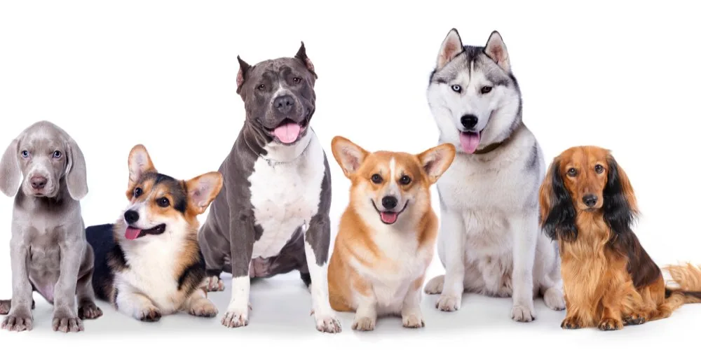Dog Psychics