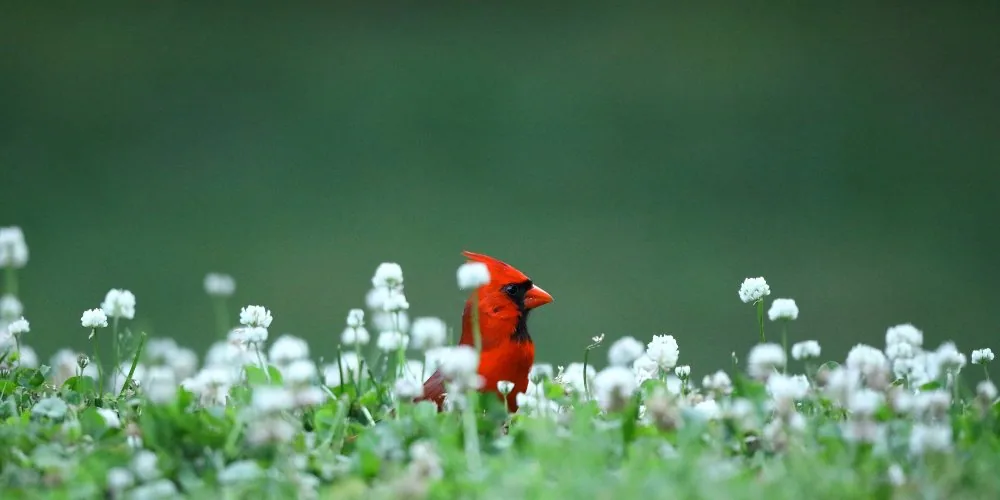 Spiritual Significance of Cardinals