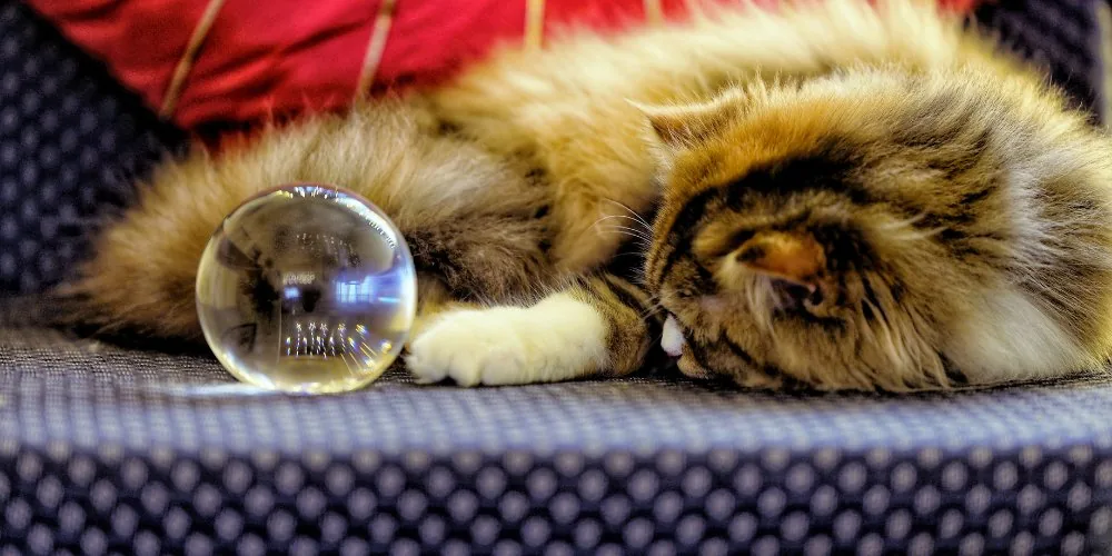 Pet Psychic for Lost Pets