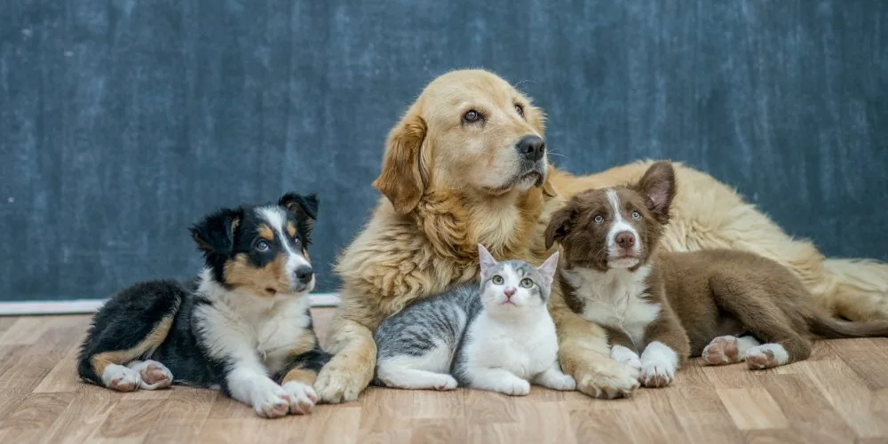 Pet Psychic for Lost Pets