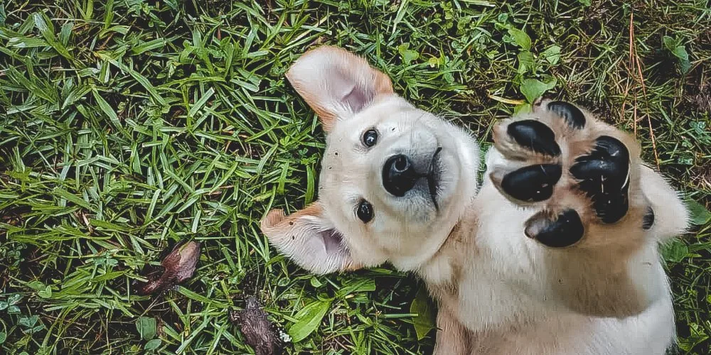 Pet Psychics for Deceased Pets