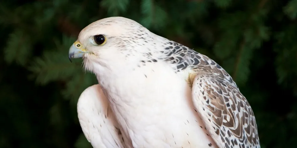 White eagle spiritual guide