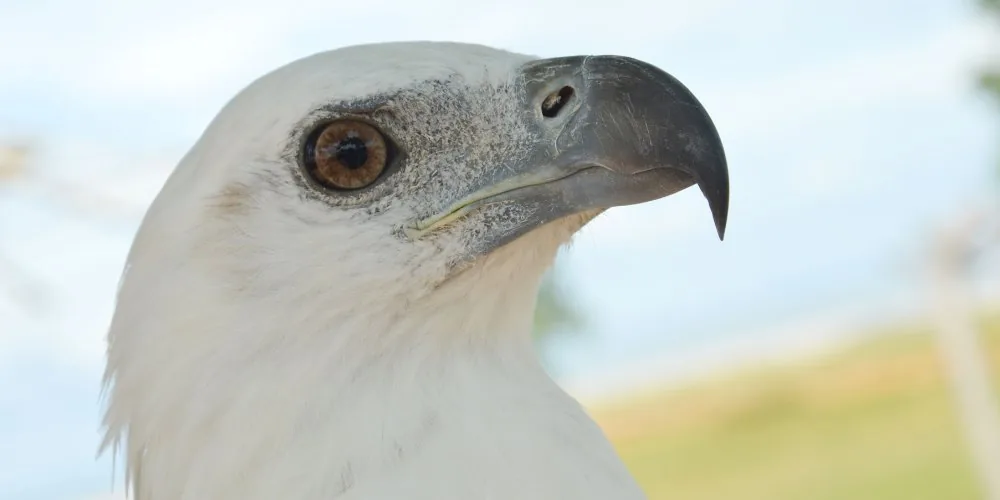White eagle spiritual guide