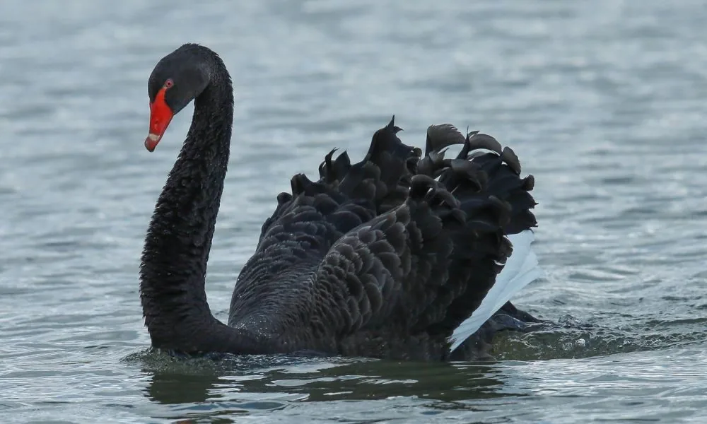 image for black bird spiritual symbolism 5