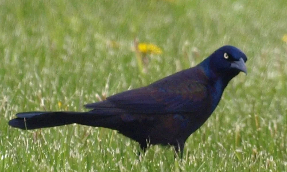 image for black bird spiritual symbolism 7