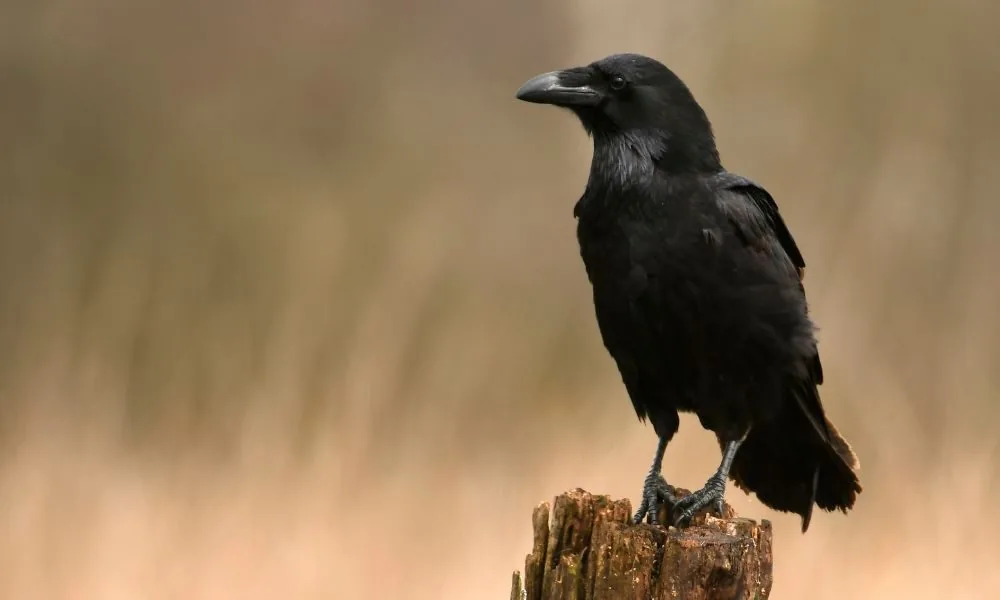 image for black bird spiritual symbolism 2
