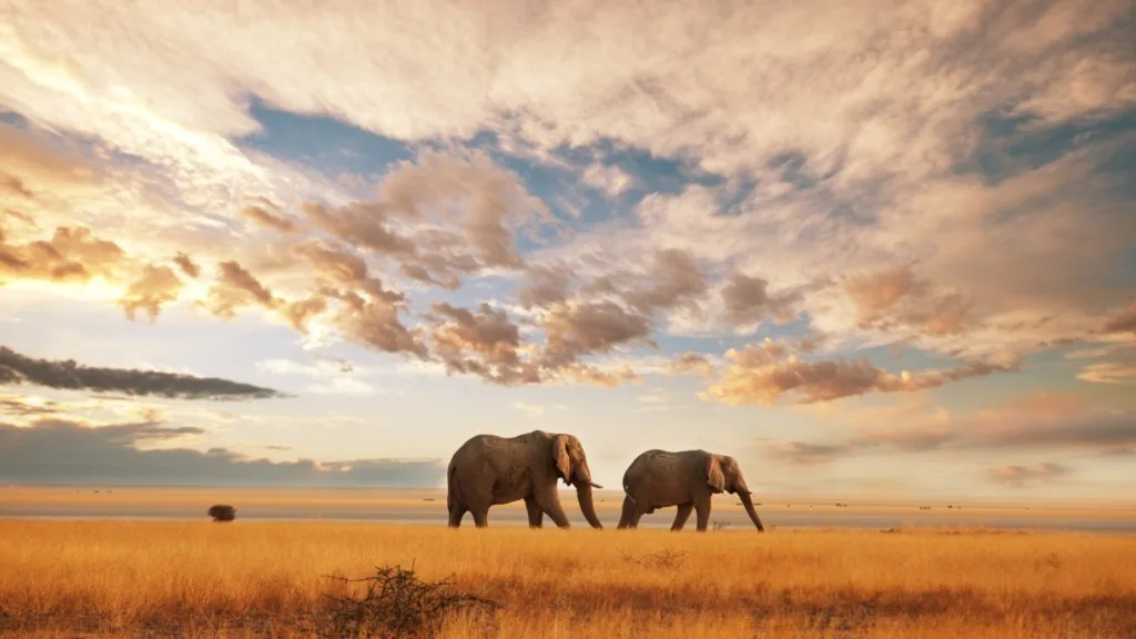 spiritual significance of elephants