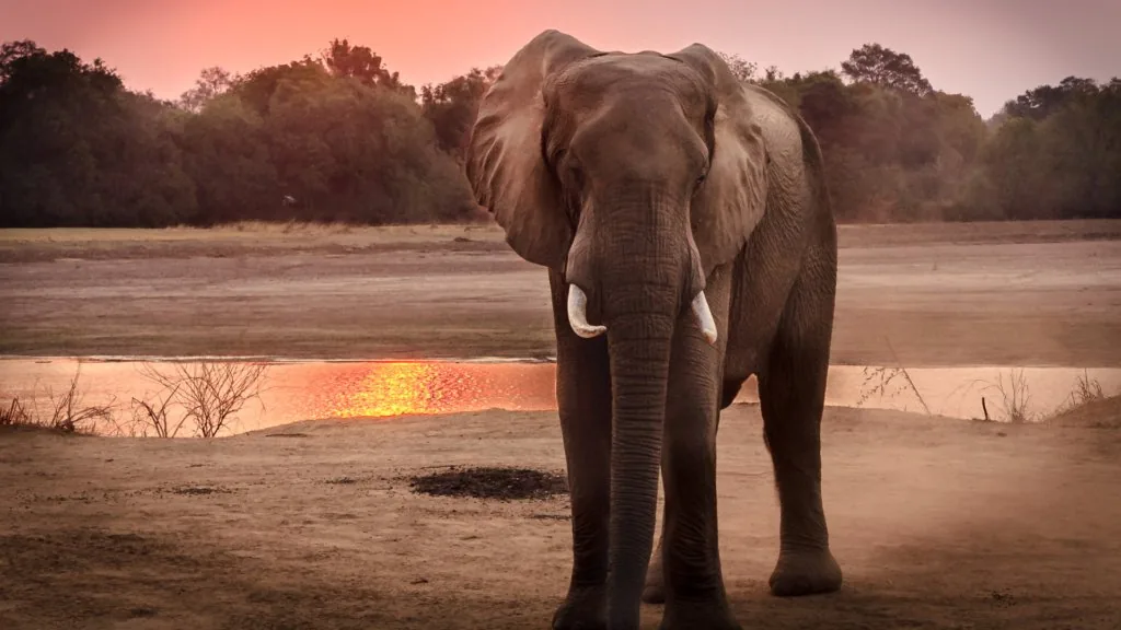 spiritual significance of elephants