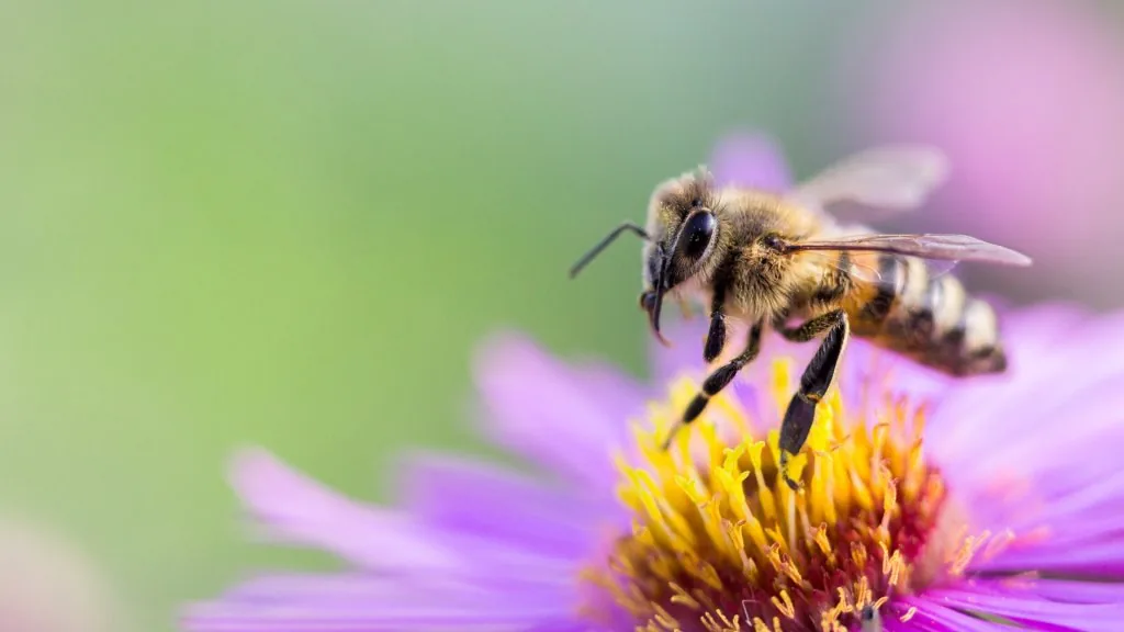 bee meaning in relationship