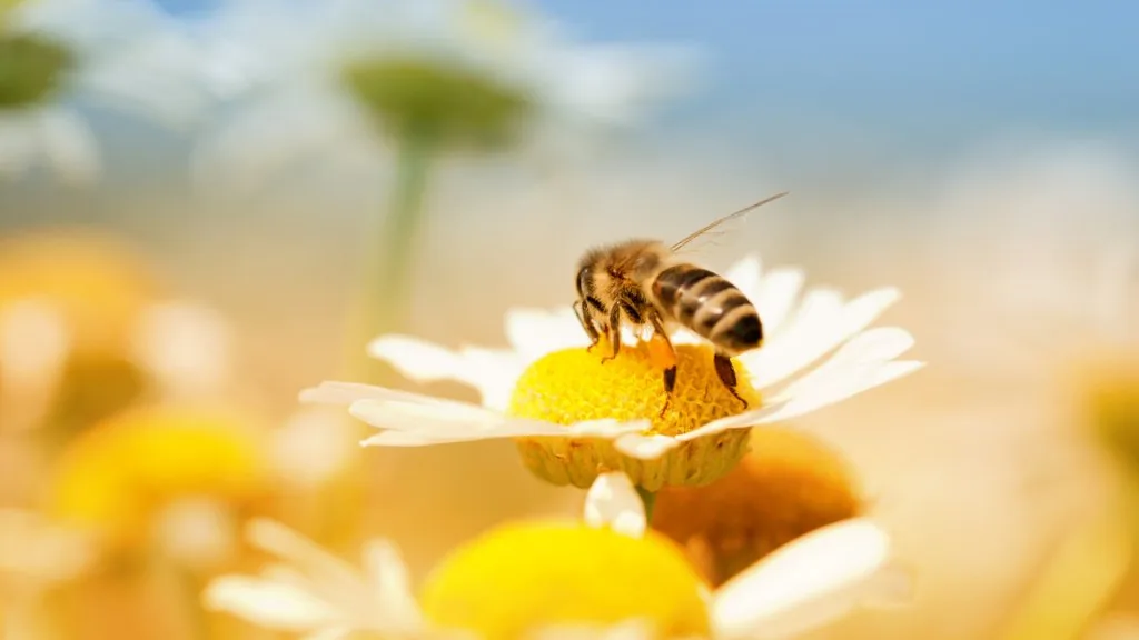 bee meaning in relationship